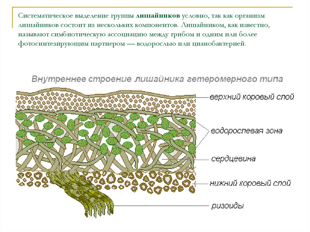 Лишайники функции гриба и водоросли. Строение таллома лишайника. Строение лишайника слоевща. Строение слоевища лишайника рисунок. Схема внутреннего строения лишайника.