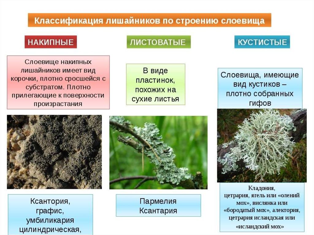 Размножение лишайников картинки