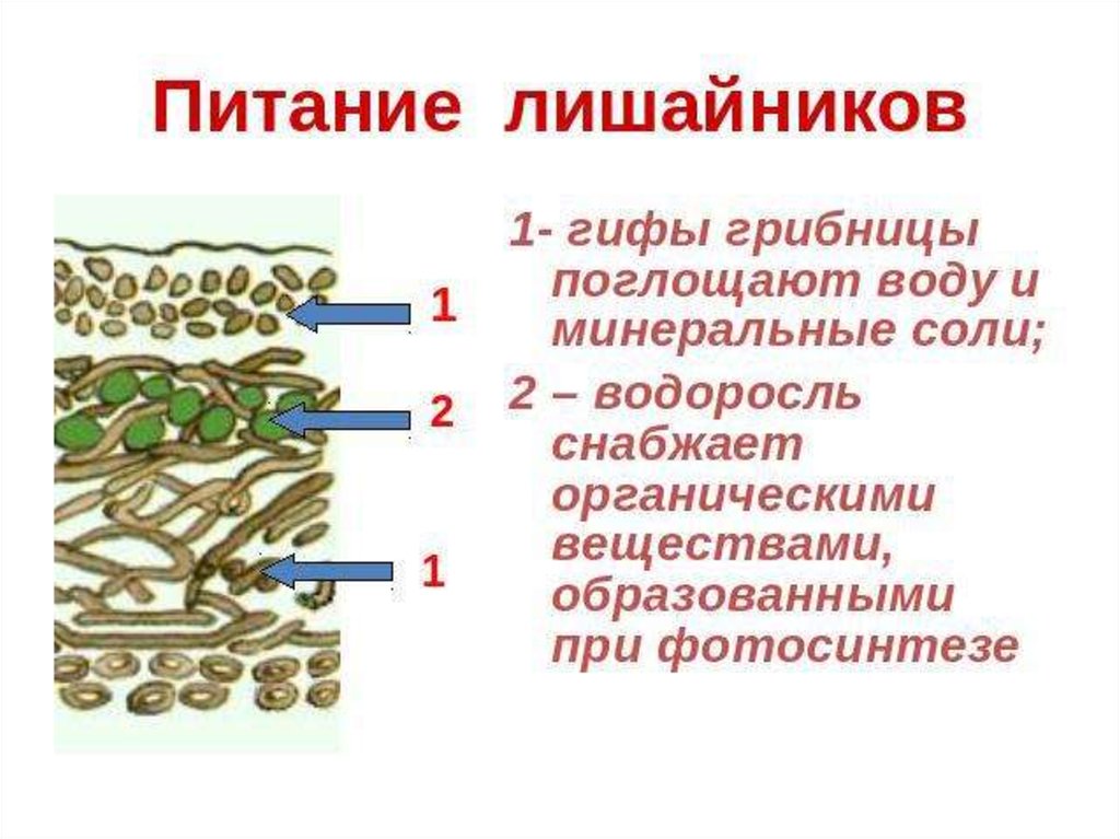 Схема питание лишайников