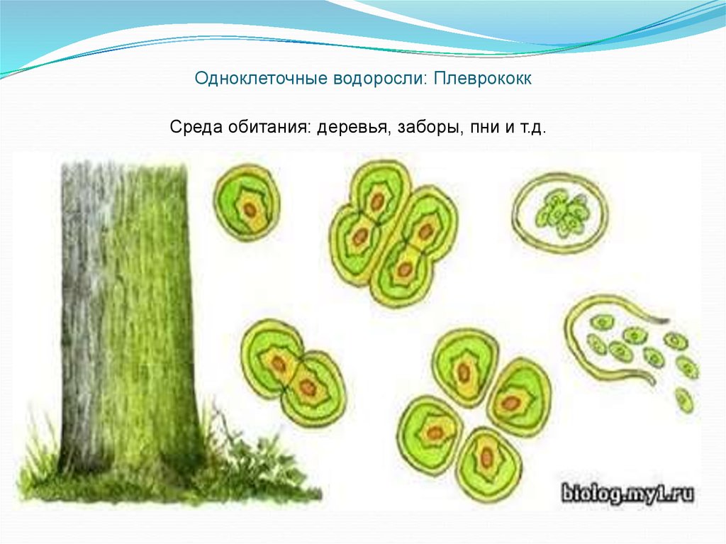 Одноклеточные водоросли биология. Плеврококк одноклеточная водоросль. Хлорелла плеврококк. Одноклеточные зеленые водоросли плеврококк. Плеврококк одноклеточные или многоклеточные.