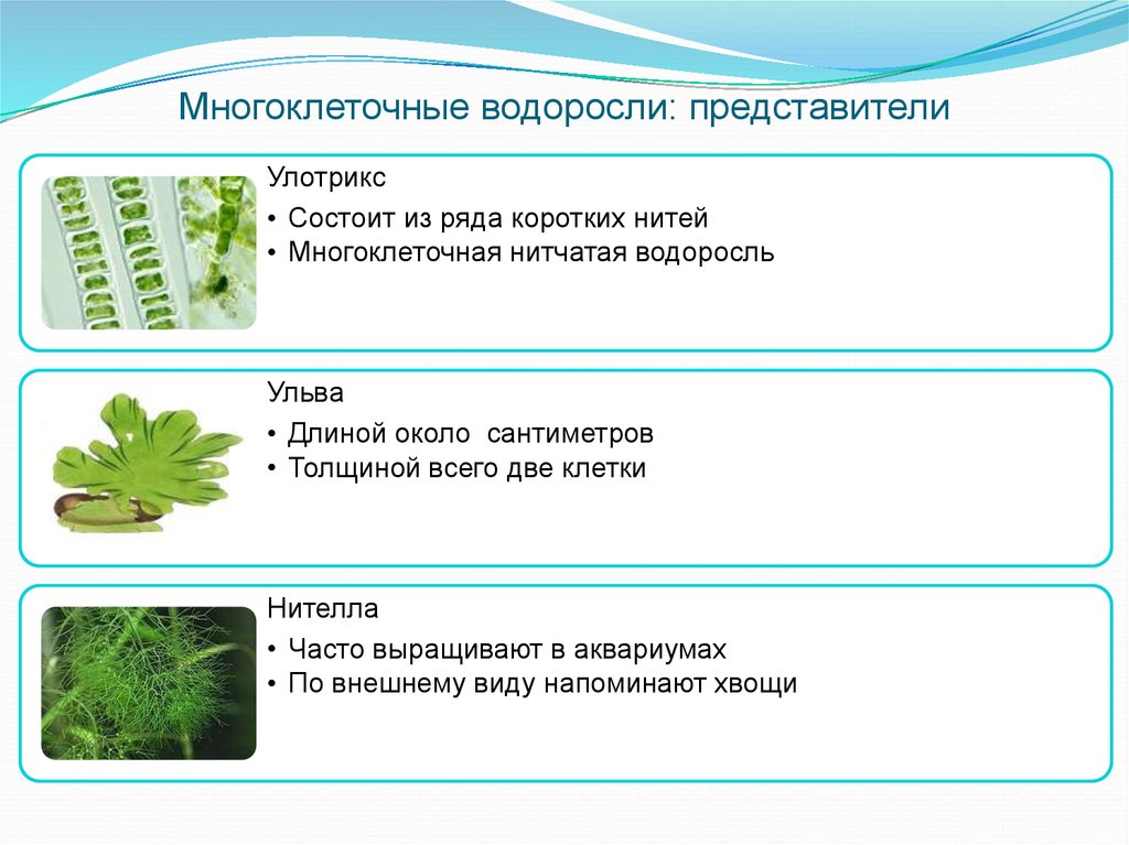 Численность водорослей. Многоклеточные зеленые водоросли 5 класс. Зелёные многоклеточные водоросли представители. Многоклеточные зеленые водоросли характеристика. Многоклеточные зеленые водоросли 6 класс.