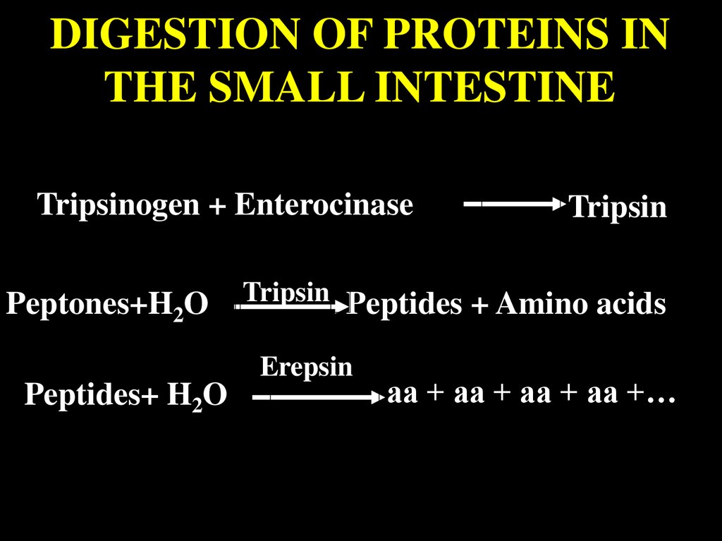 DIGESTION OF PROTEINS IN THE SMALL INTESTINE