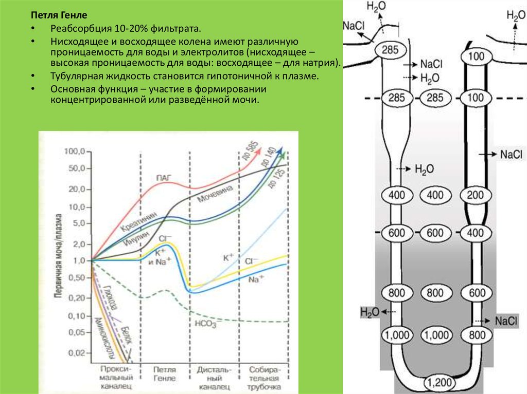 Петля генле. Реабсорбция воды в петле Генле. Восходящее колено петли Генле функции. Нисходящее колено петли Генле. Функции петли Генле физиология.