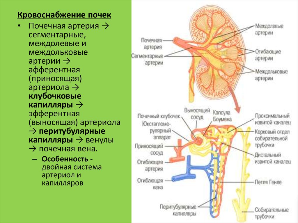 Почечные артерии и вены. Кровоснабжение почки приносящая артериола. Кровоснабжение почки анатомия. Кровоснабжение почки почечная артерия. Krovosnabjeniye pochek.