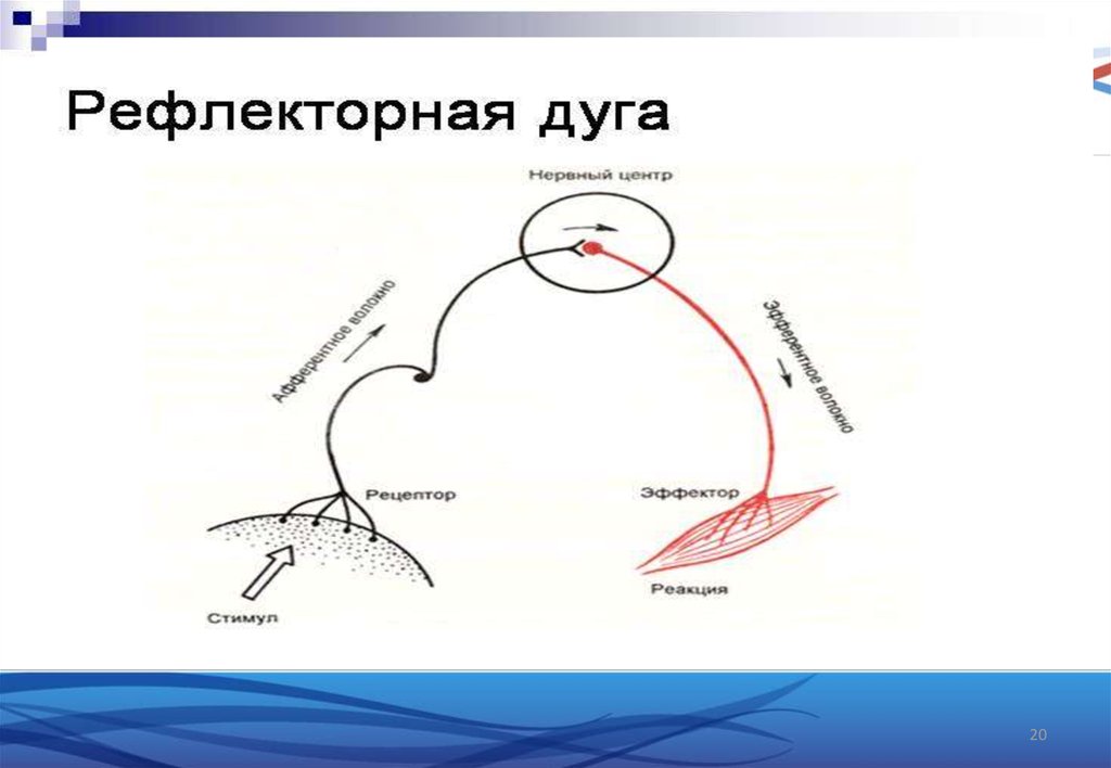 Схема кашлевого рефлекса