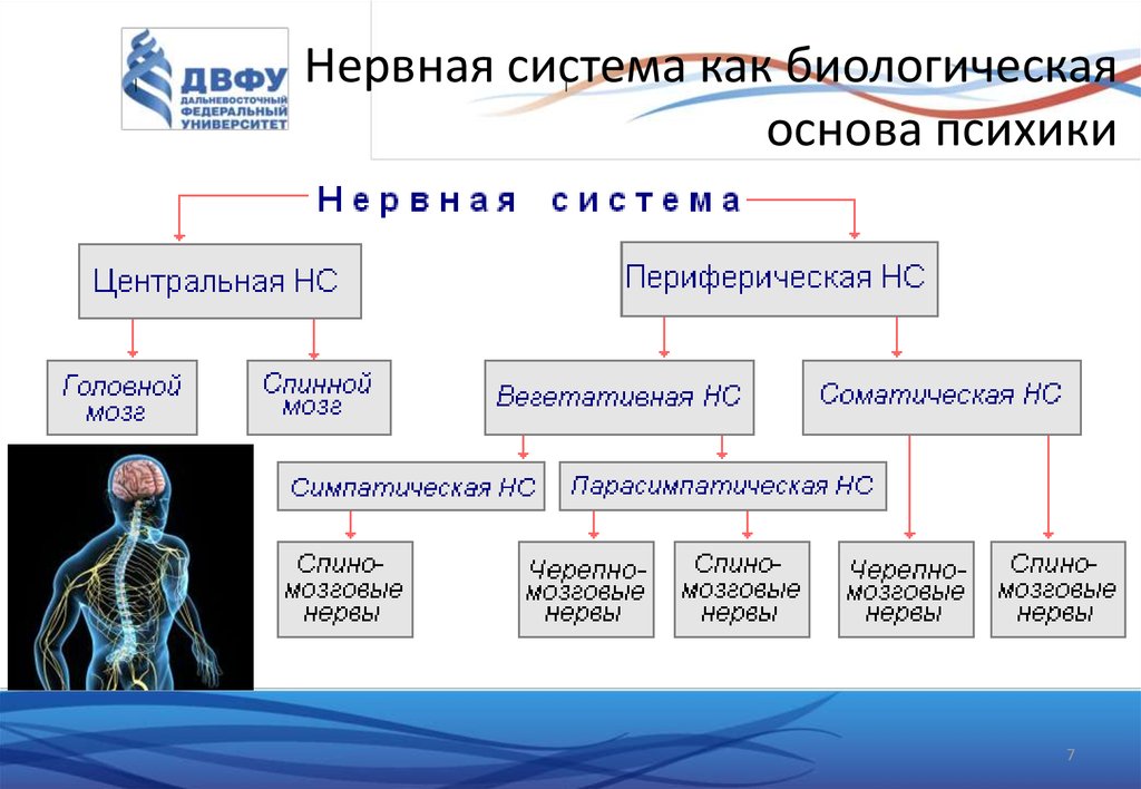 Общая характеристика нервной системы презентация