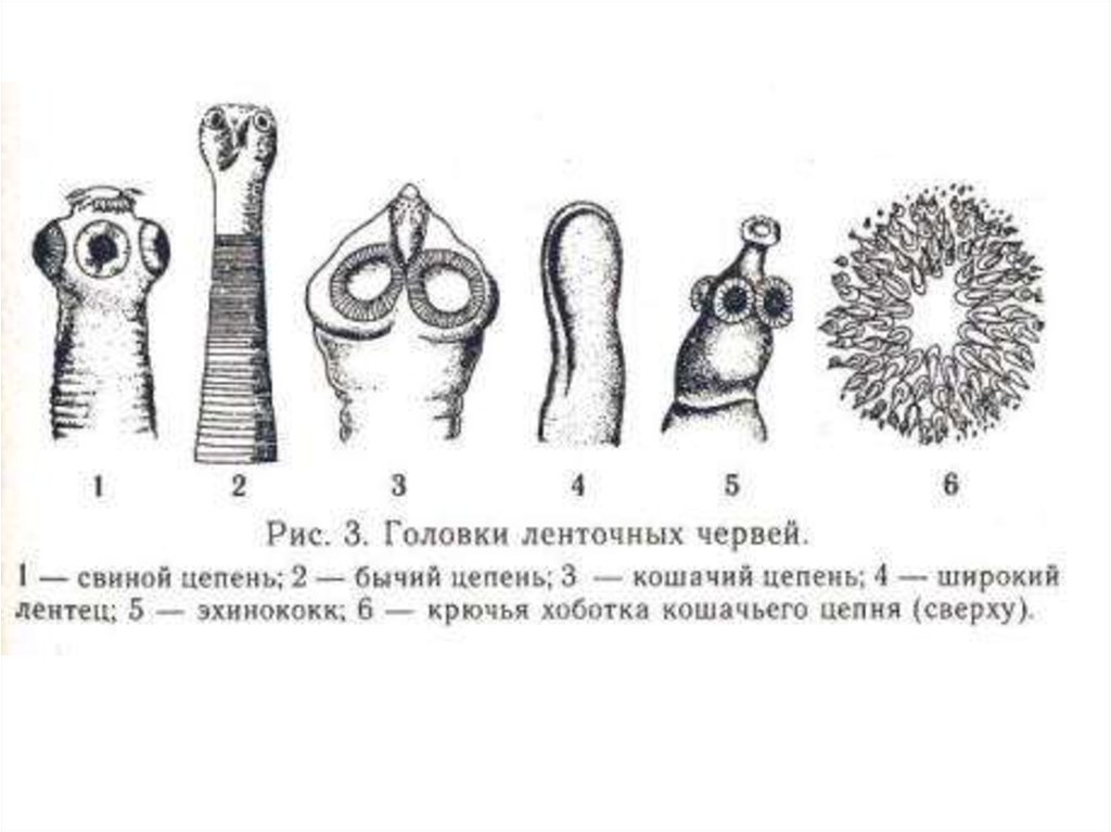 Сколекс бычьего цепней. Строение сколекса ленточных червей. Строение сколекса бычьего цепня. Строение сколекса цестод. Строение головки бычьего цепня.