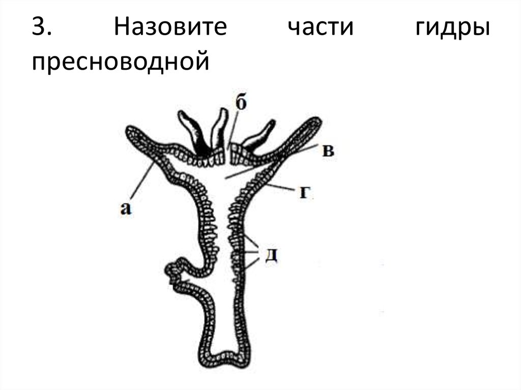 Выберите три верно обозначенные подписи к рисунку на котором изображен участок тела гидры