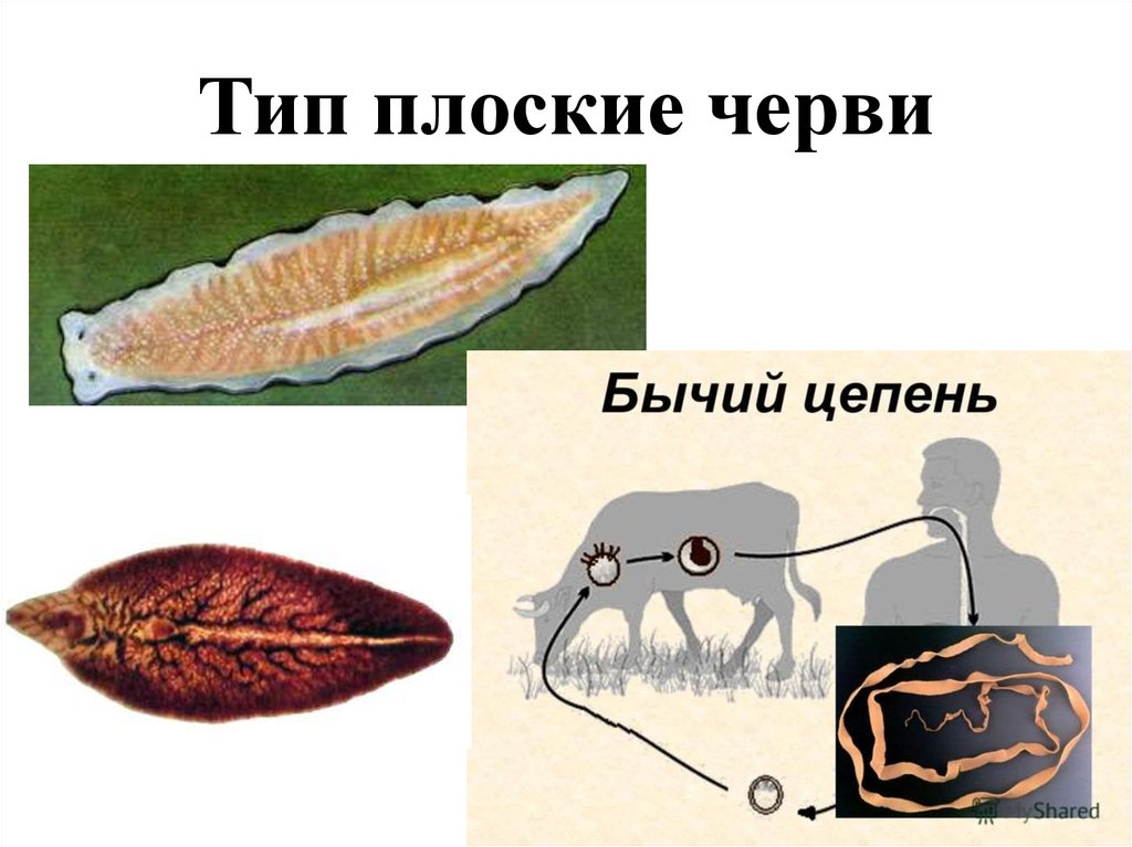 Тип плоские черви примеры животных. Класс Ресничные черви представители. Плоские черви типы плоские. Плоские черви классы и их представители. Представители плоских червей.
