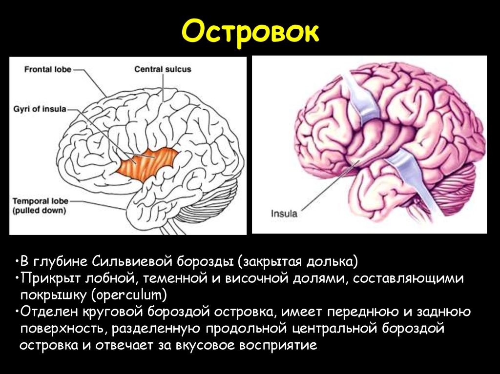 Мозг на латинском. Островковая доля головного мозга. Островковая доля мозга функции. Островковая доля головного мозга анатомия. Островковая кора головного мозга.