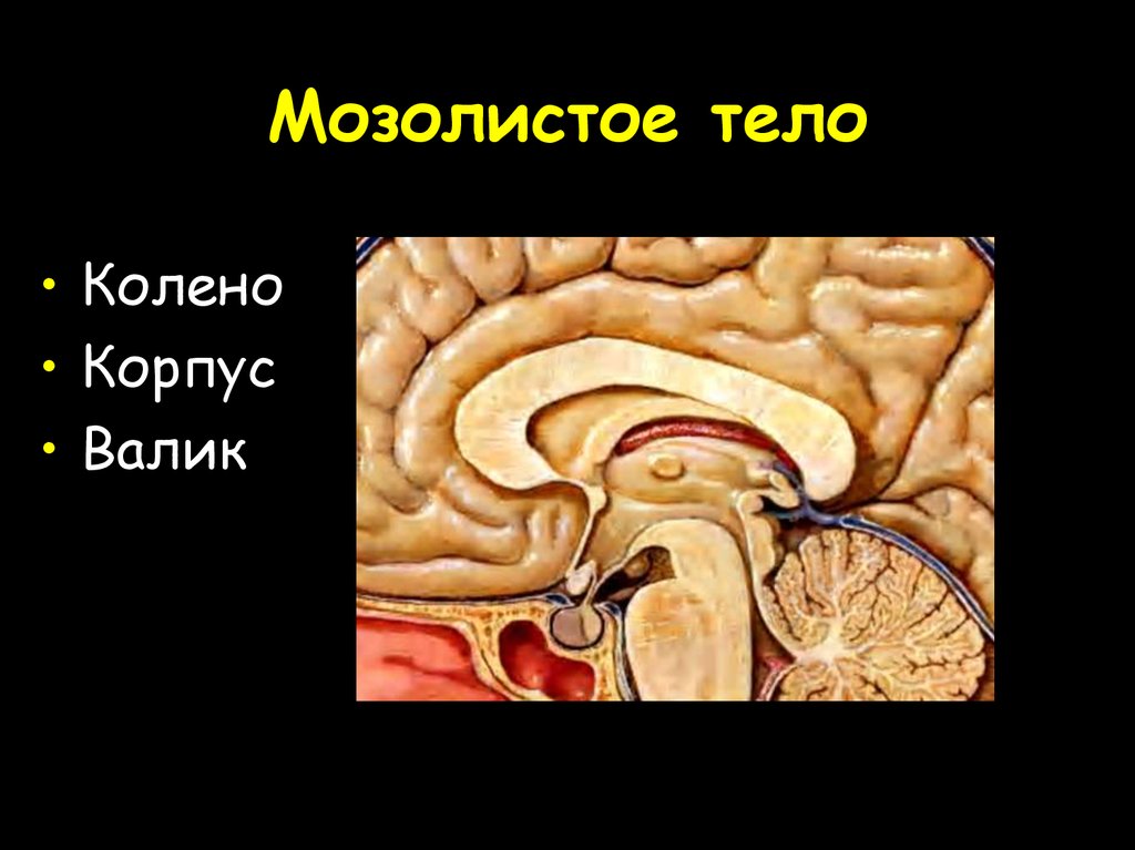 Мозолистое тело. Валик мозолистого тела головного мозга. Строение мозолистого тела головного мозга. Мозолистое тело мозга анатомия. Мозолистое тело Corpus callosum.