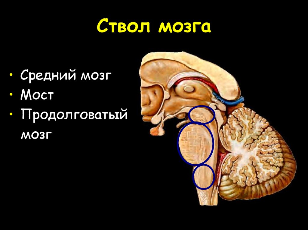 Перечислите отделы ствола головного мозга. Нижний отдел ствола головного мозга. Отделы ствола мозга анатомия. Головной мозг анатомия ствол мозга. Основные структуры ствола головного мозга.