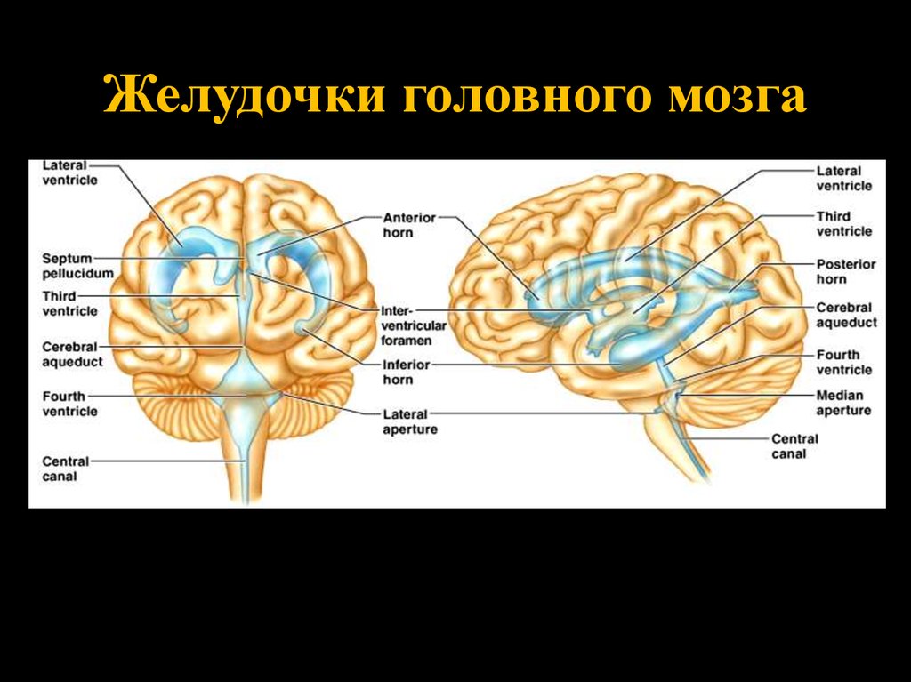 Желудочки среднего мозга. Схема системы желудочков головного мозга. Клиническая анатомия желудочков мозга. Желудочки головного мозга анатомия и функции. Строение боковых желудочков головного мозга.