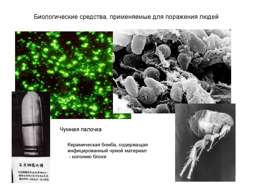 Биологические средства. Диалогические средств. Биологические средства поражения. Биологические средства поражения животных.