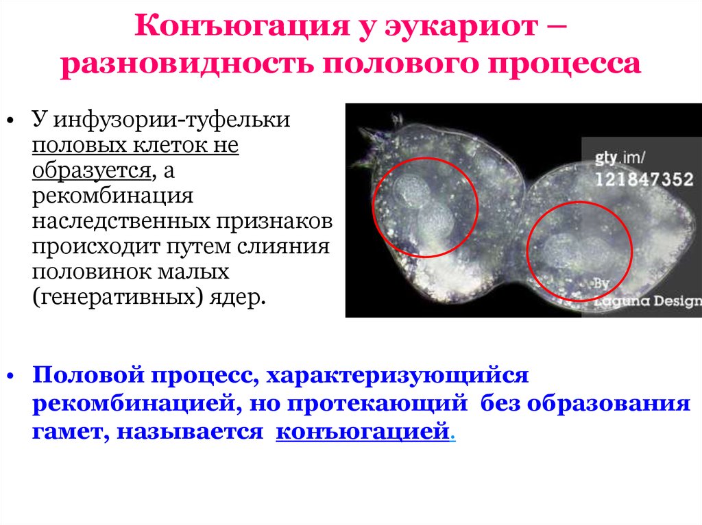 Благодаря конъюгации происходит. Конъюгация эукариот. Половой процесс эукариот. Половой процесс клетки. Половой процесс инфузории.