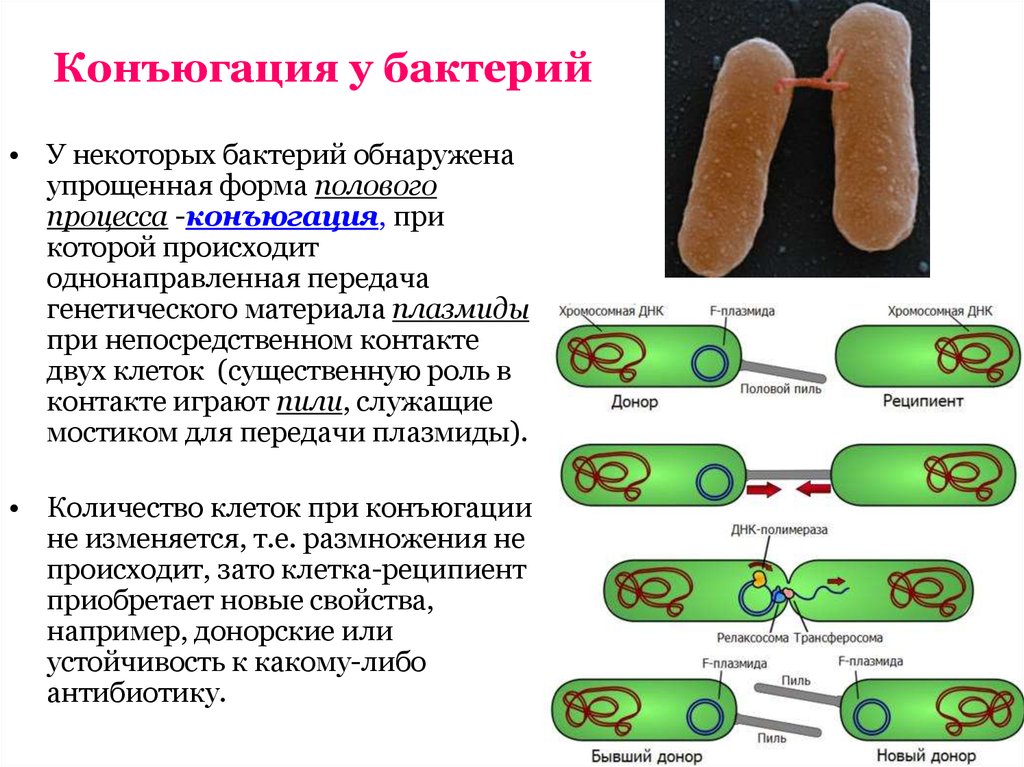 Что происходит с бактериями. Конъюгация плазмид микробиология. Механизм конъюгации у бактерий. Размножение бактерий конъюгация. Способы размножения бактерий половое.
