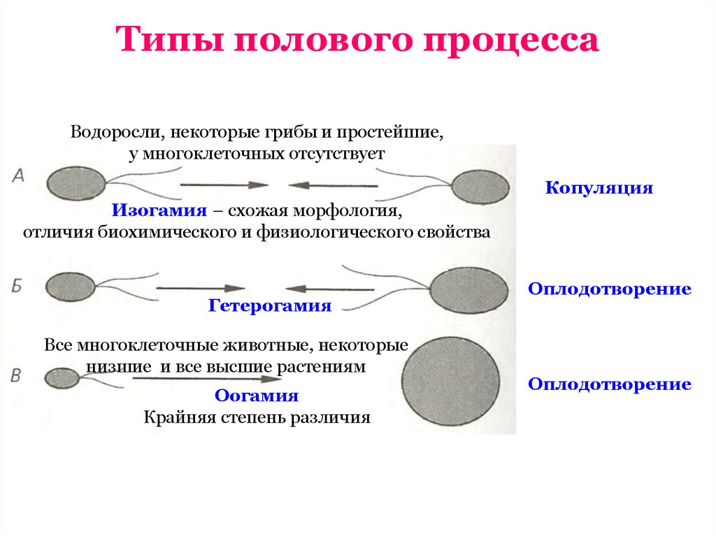 Вид половый. Формы полового процесса размножения. Формы полового процесса таблица. Схема типы полового процесса. Типы полового процесса у растений.