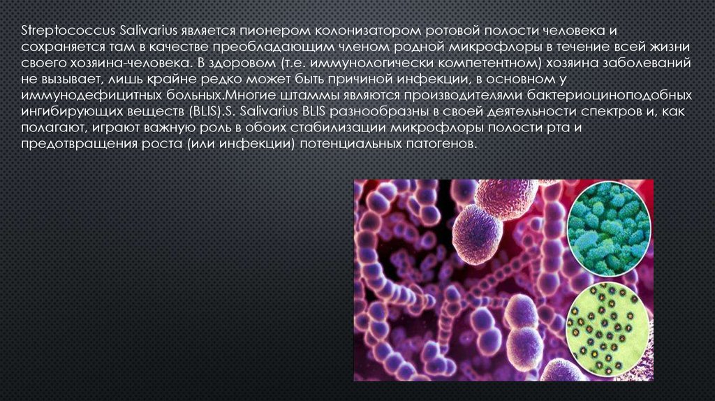 Стрептококки вызывают. Streptococcus salivarius к12. Бактерия Streptococcus salivarius. Бактерии Streptococcus salivarius k12. Streptococcus salivarius норма.