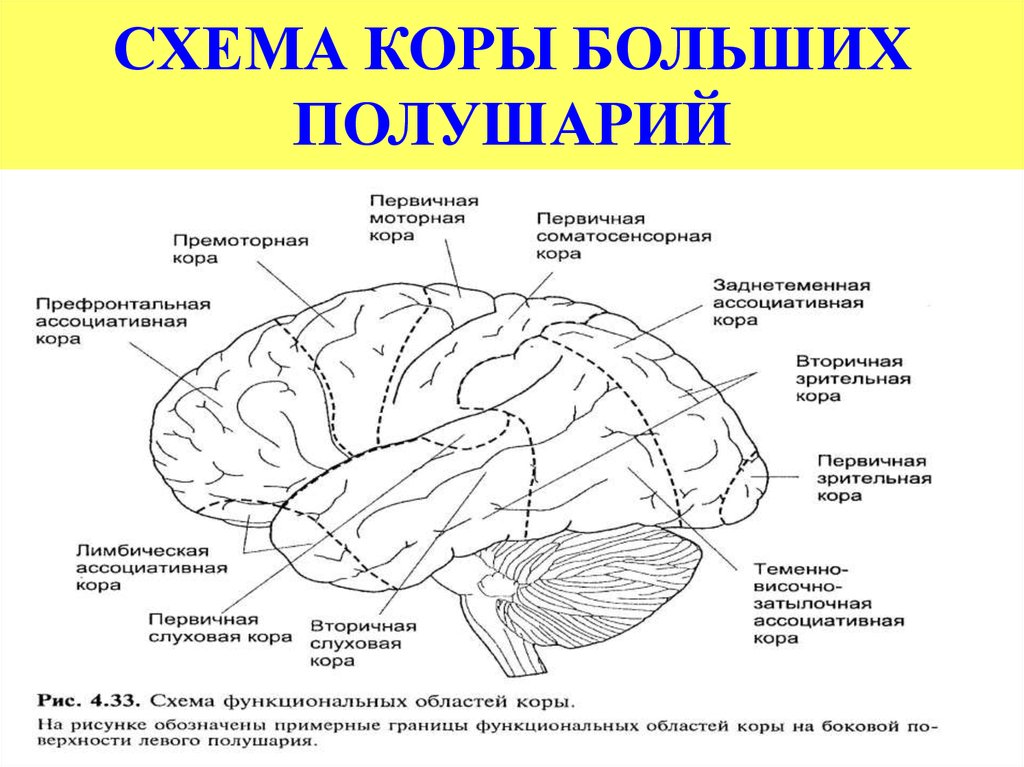 Организация коры головного мозга. Отделы коры головного мозга. Фронтальные зоны коры больших полушарий головного мозга.