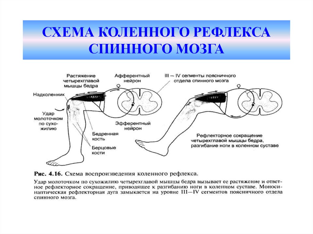 Коленный рефлекс таблица. Спинной мозг и схема коленного рефлекса. Рефлекторная дуга коленного рефлекса замыкается на уровне. Рефлексы спинного мозга коленный рефлекс. Поясничный отдел спинного мозга рефлекторная функция.