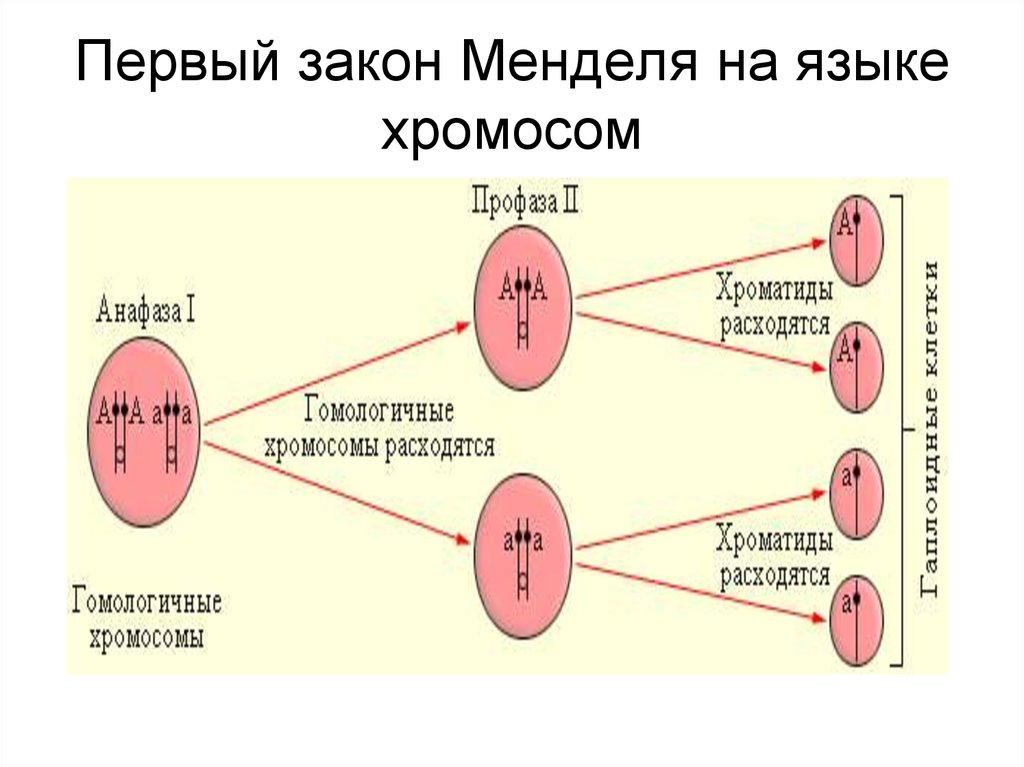 Первый закон менделя. Третий закон Менделя о гомологичных хромосомах. Название 1 закона Менделя. 1 Закон Менделя на хромосомах.