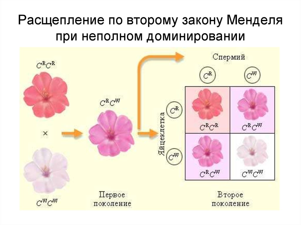 Расщепление по второму закону Менделя при неполном доминировании