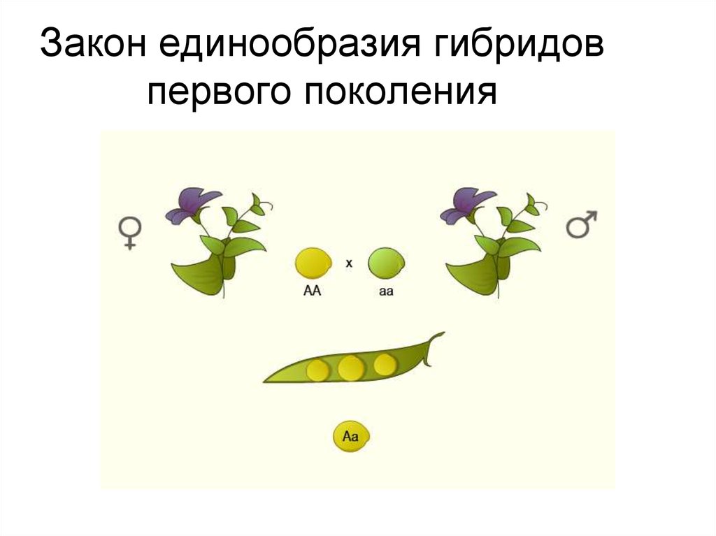 Признаки появляющиеся у гибридов первого поколения