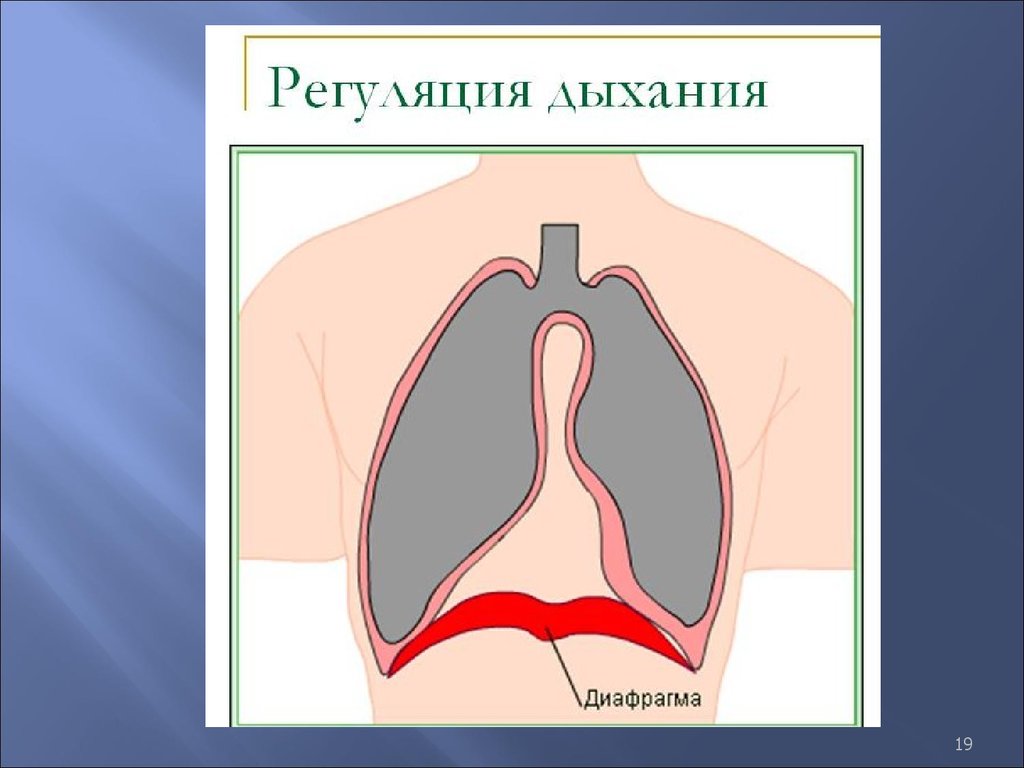 Дыхание диафрагмой схема