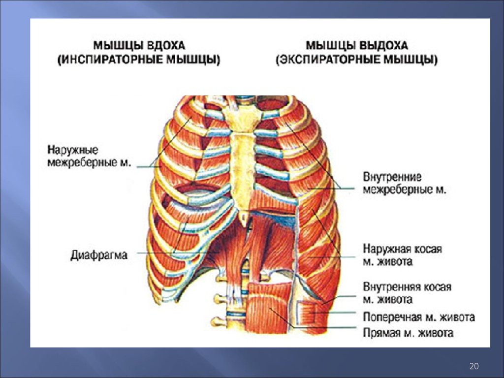 Мышцы акта вдоха. Наружные и внутренние межреберные мышцы. Инспираторные мышцы (мышцы вдоха):. Мышца внутренняя межреберная мышца. Межреберные мышцы и диафрагма.