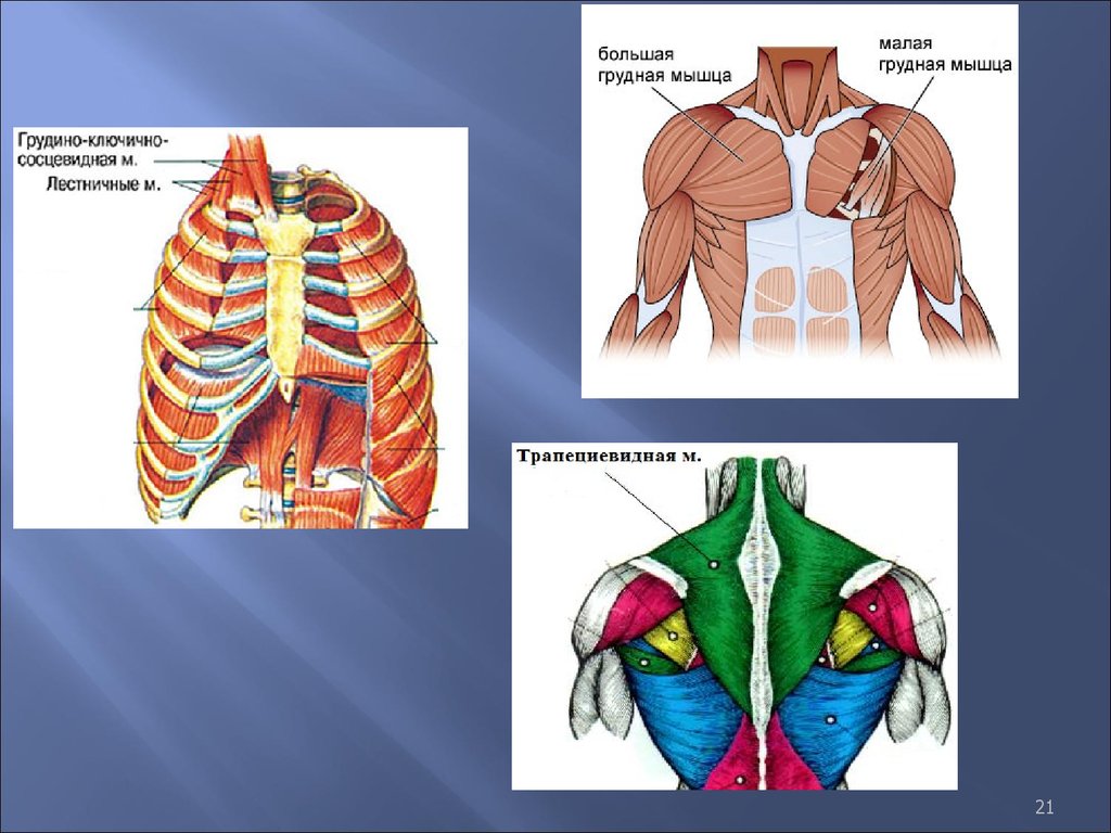 Большая грудная мышца. Большие и малые грудные мышцы. Большая грудная мышца анатомия. Большая грудная и малая грудная мышца.