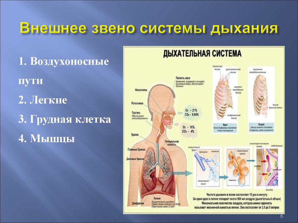 Внешнее легочное дыхание. Дыхательная система. Внешнее звено системы дыхания. Звенья дыхательной системы. Дыхательная система анатомия.