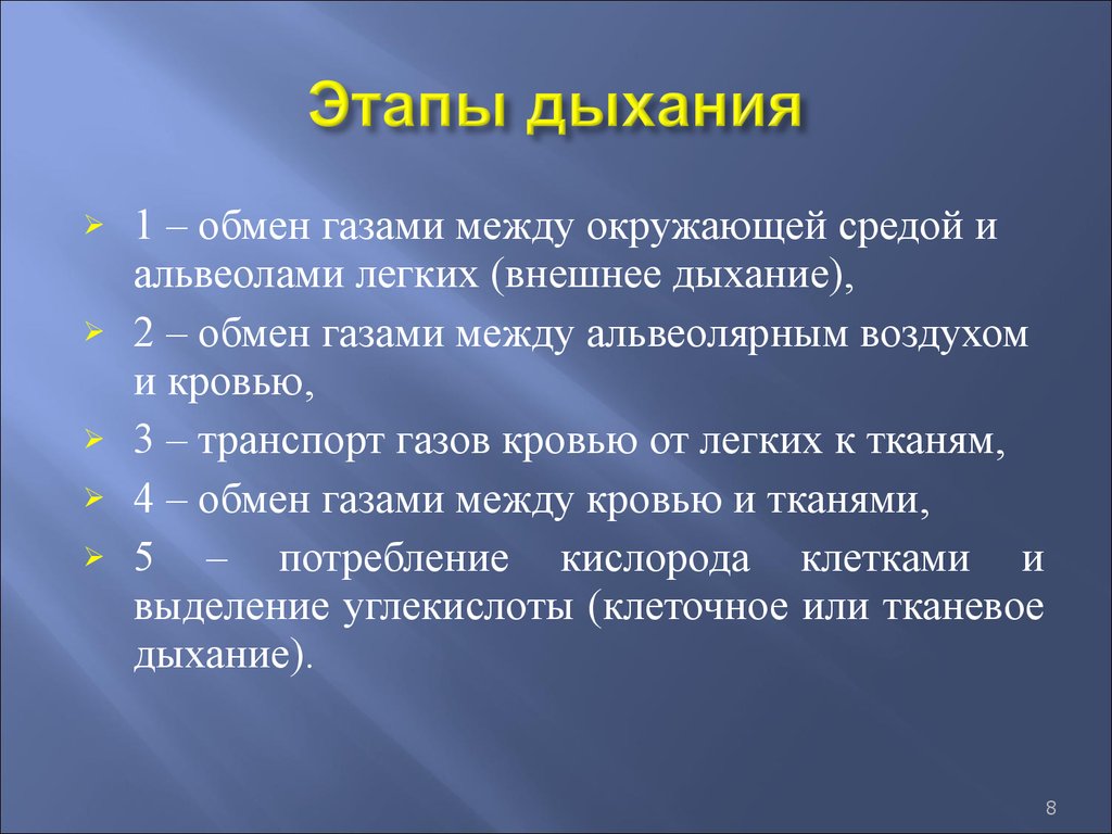 Рейтинг дыхания. Этапы дыхания. Этапы процесса дыхания. Этапы газообмена. Этапы (стадии) дыхания.