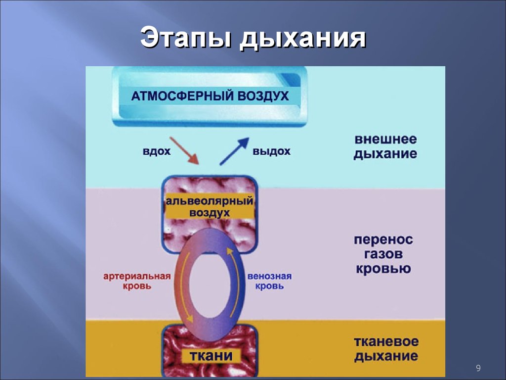 Процесс дыхания человека схема