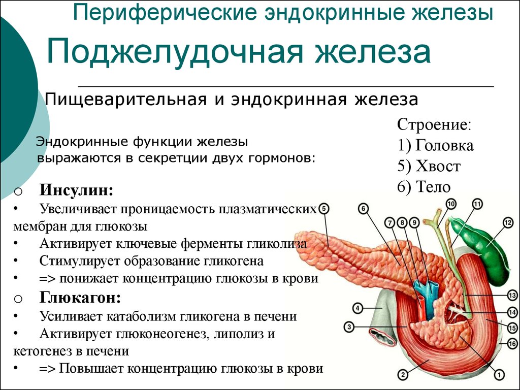 Какие функции выполняет желчь и поджелудочная. Поджелудочная железа анатомия функции. Поджелудочная железа строение функции гормоны. Гормоны поджелудочной железы строение. Строение и эндокринная функция поджелудочной железы.