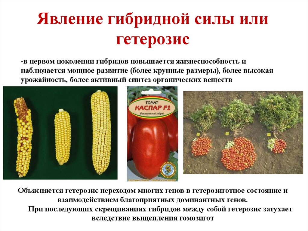 Схема селекционного процесса межлинейных гибридов на примере кукурузы