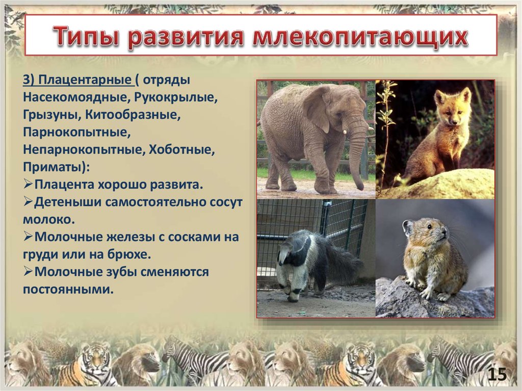 Типы развития млекопитающих