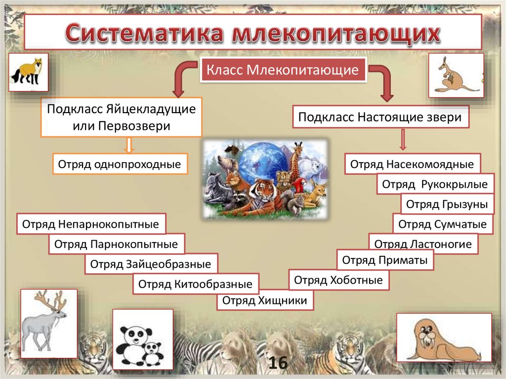 Систематика млекопитающих