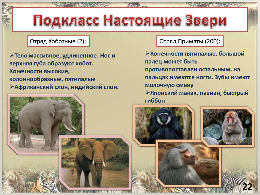 Низшие животные. Отряд хоботные общая характеристика. Класс млекопитающие подкласс настоящие звери. Хоботные систематика. Плацентарные млекопитающих хоботные.