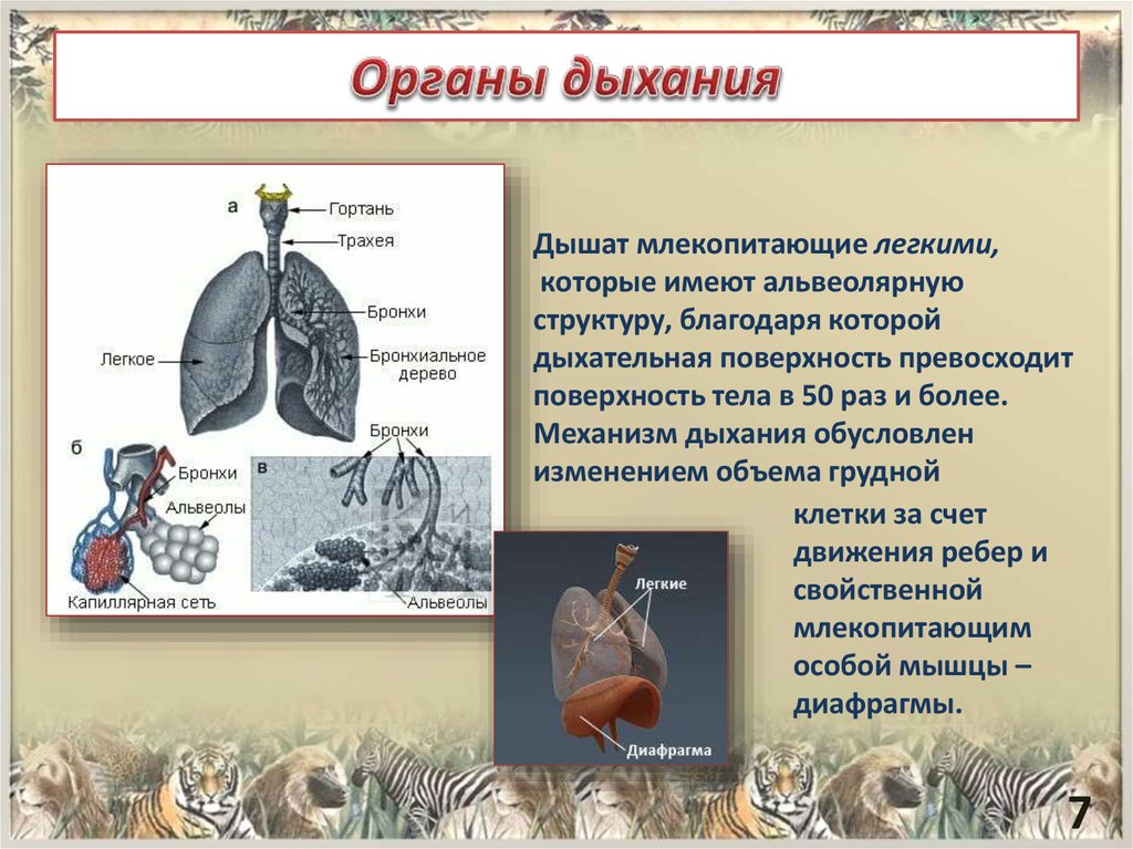 Дыхание млекопитающих схема