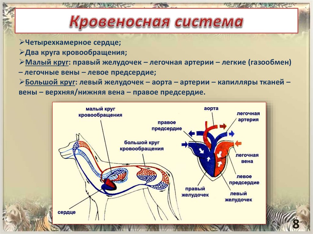 Млекопитающие кровообращение и дыхание. Кровеносная система. Кровеносносная система. Кровеносная система млекопитающих. Кровеносная система млекопитающих схема.