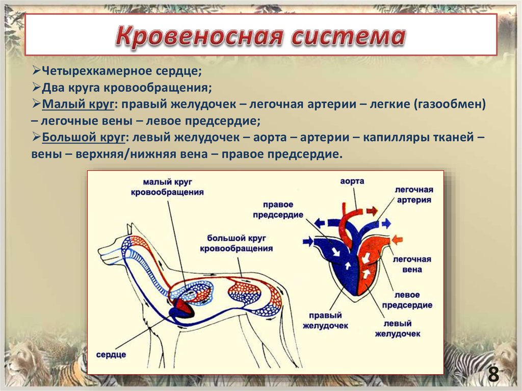 Кровеносная система млекопитающих. Кровообращение млекопитающих. Система кровообращения млекопитающих. Кровеносная система млекопитающиеся. Функции кровеносной системы млекопитающих.