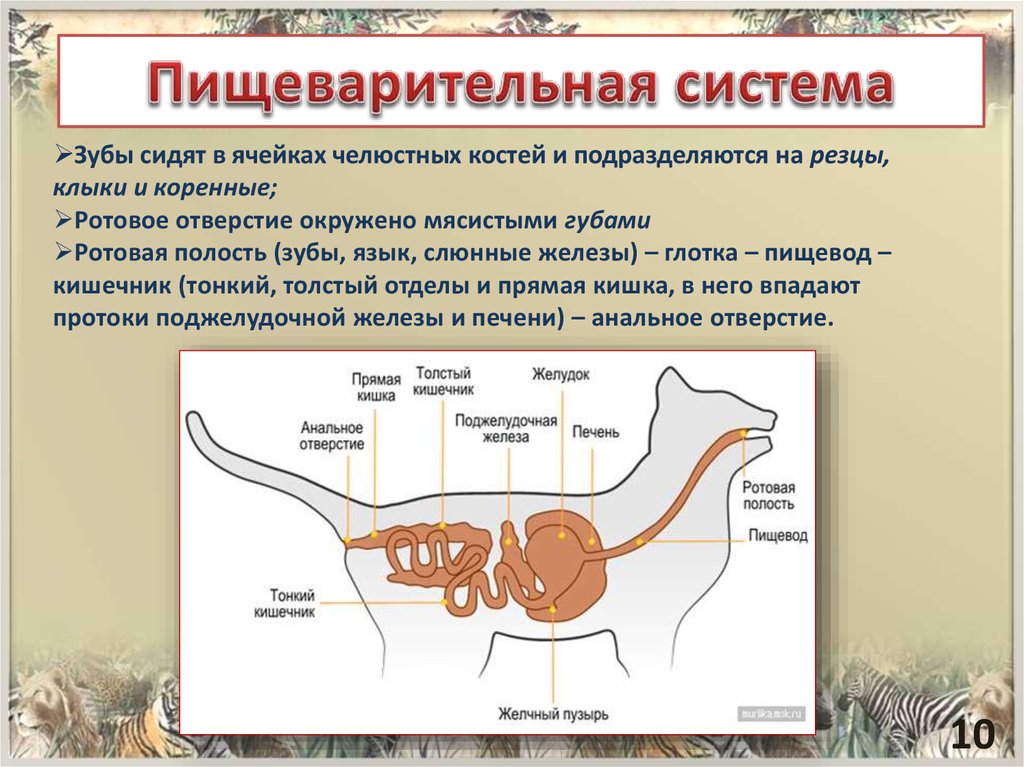 Из каких отделов состоит пищеварительный тракт млекопитающих. Пищеварительная система животных 7 класс. Особенности строения пищеварительной системы животных. Строение пищеварительной системы позвоночных животных. Органы пищеварительной системы животных 7.