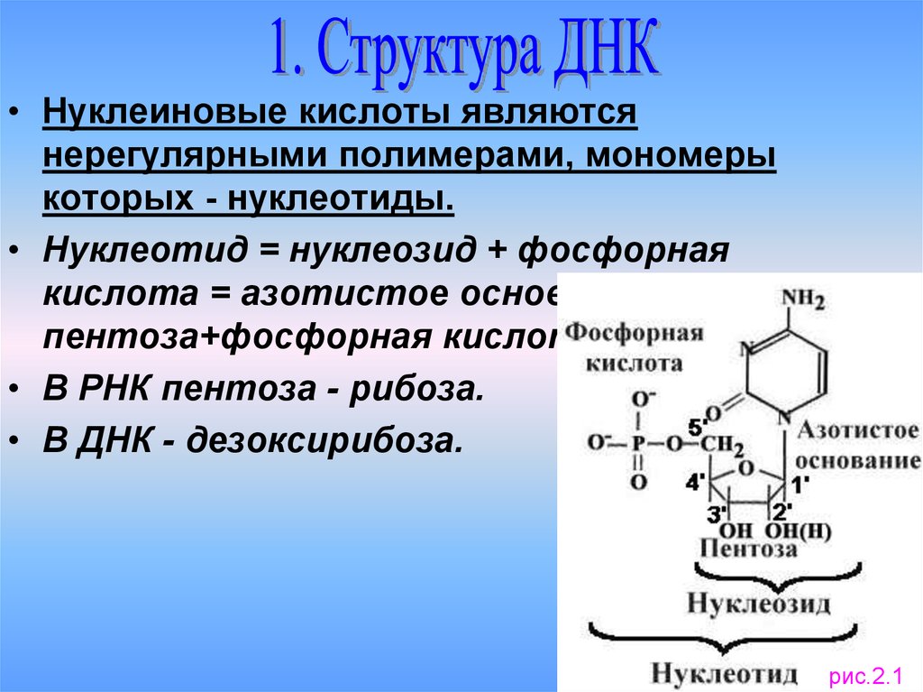 Мономер нуклеиновой кислоты аминокислота