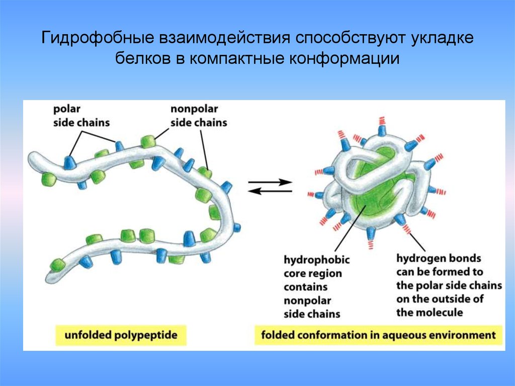 Гидрофобные связи белка. Гидрофобные связи в белке. Гидрофобное взаимодействие в белке. Гидрофильно гидрофобные взаимодействия. Гидрофобное взаимодействия в белковой молекуле.