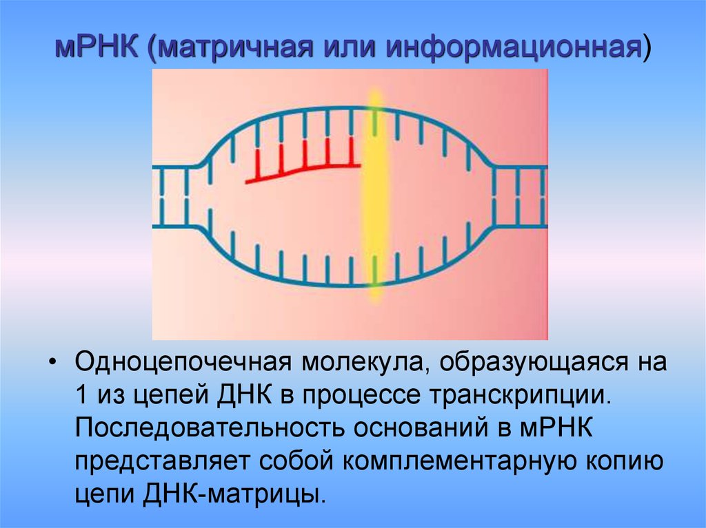 На матрице рнк происходит. Структура матричной РНК эукариот. Матричная РНК строение и функции. Структура и функции матричных РНК. МРНК схема строения.
