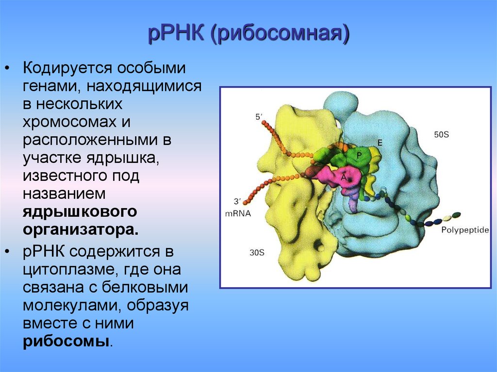 Рибосомы содержат рнк. Структура рибосомы РРНК. Структура рибосомной РНК. Структура рибосомальной РНК. Рибосомальная РНК функции.