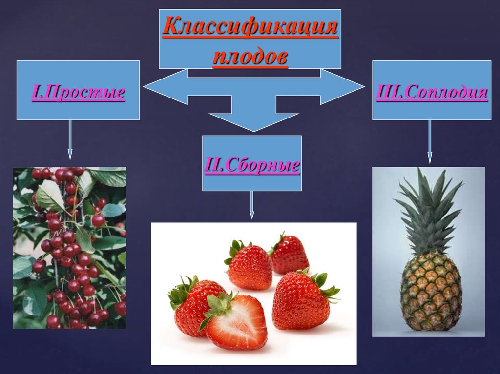 Заполните схему классификация плодов