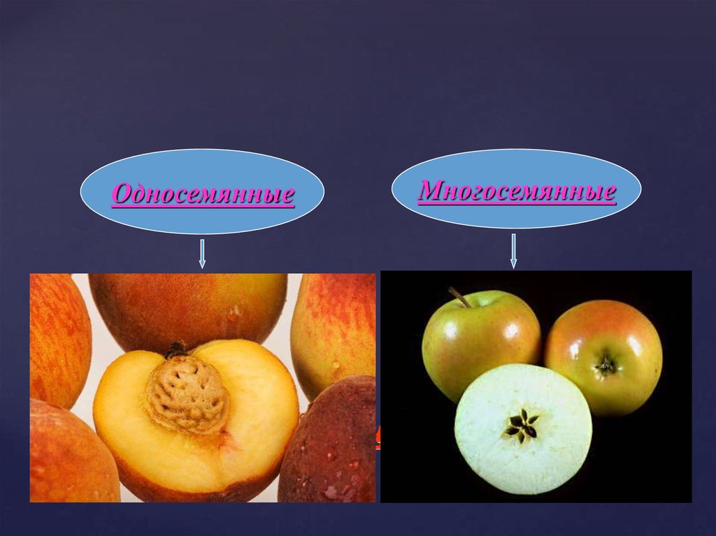 Что называют плодом. Классификация плодов односемянные и многосемянные. Классификация плодов односемянные сухие. Односемянные сухие плоды классификация. Сочные плоды.