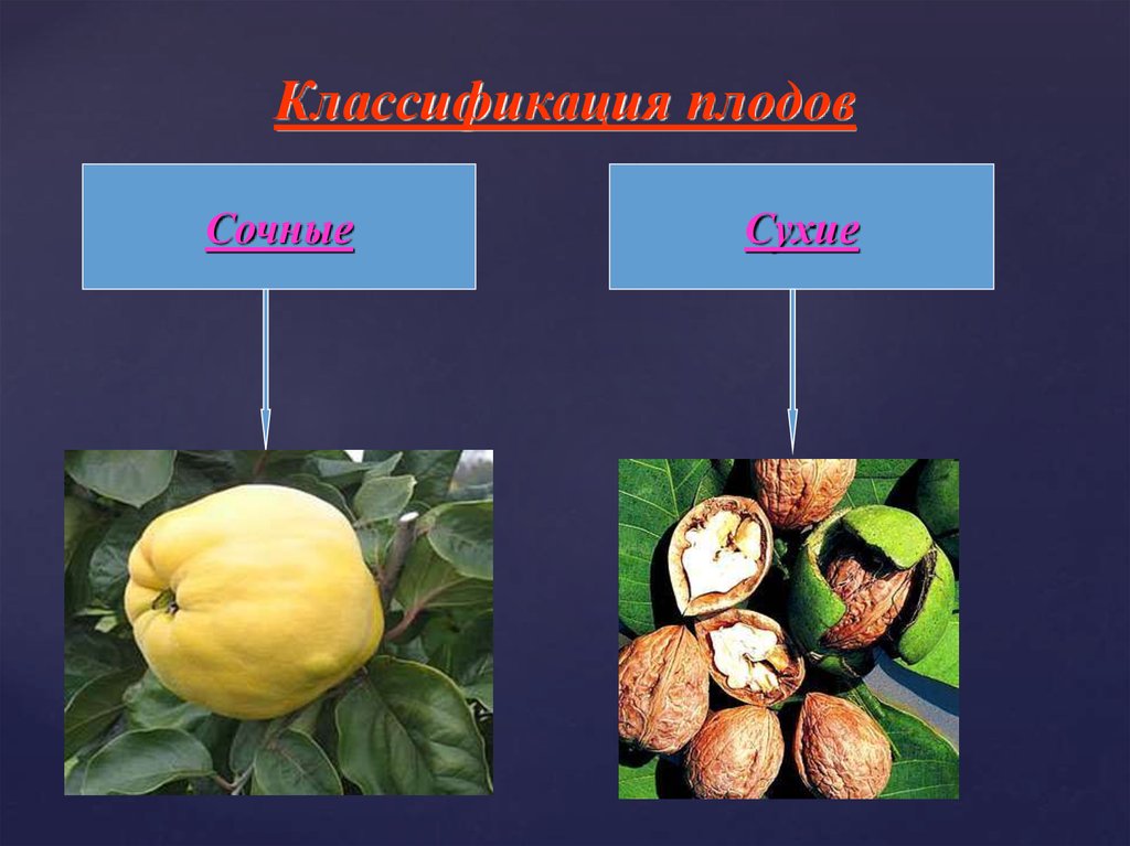 Тест по биологии плоды тема плоды. Плод это в биологии. Классификация плодов. Сухие и сочные плоды. Плоды классификация плодов.