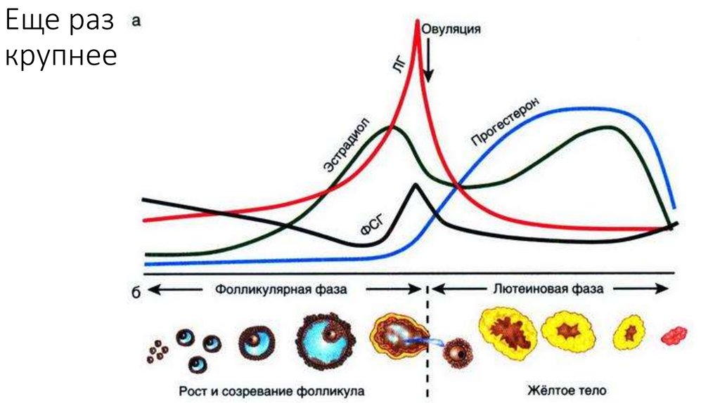 Еще раз крупнее